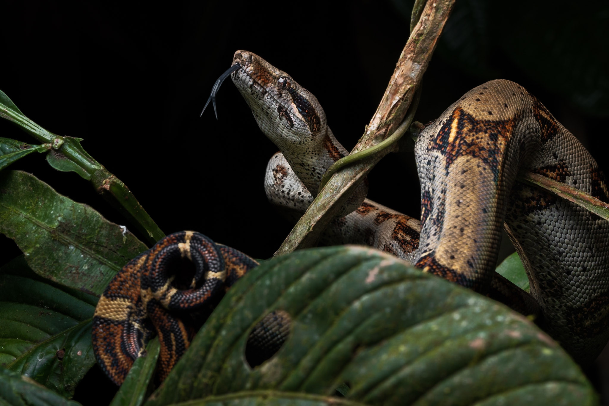 The Chocó Field Survey